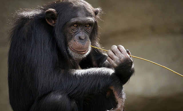 Η “εξουδετέρωση” του χιμπατζή ας γίνει φωνή για εκείνους που δεν μπορούν να μιλήσουν