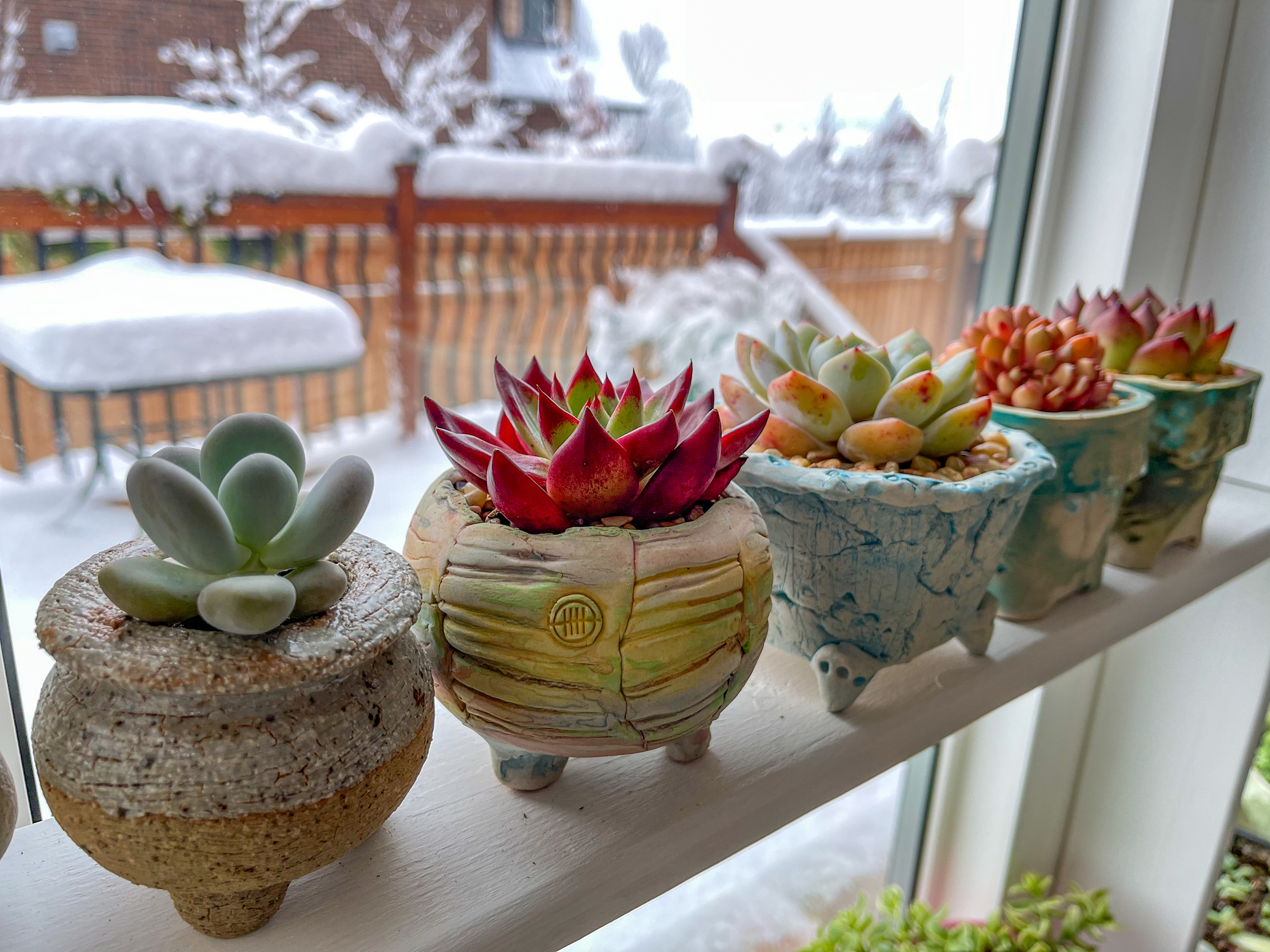 Πώς να προστατεύσεις τα φυτά σου από το κρύο, το χιόνι και τον παγετό