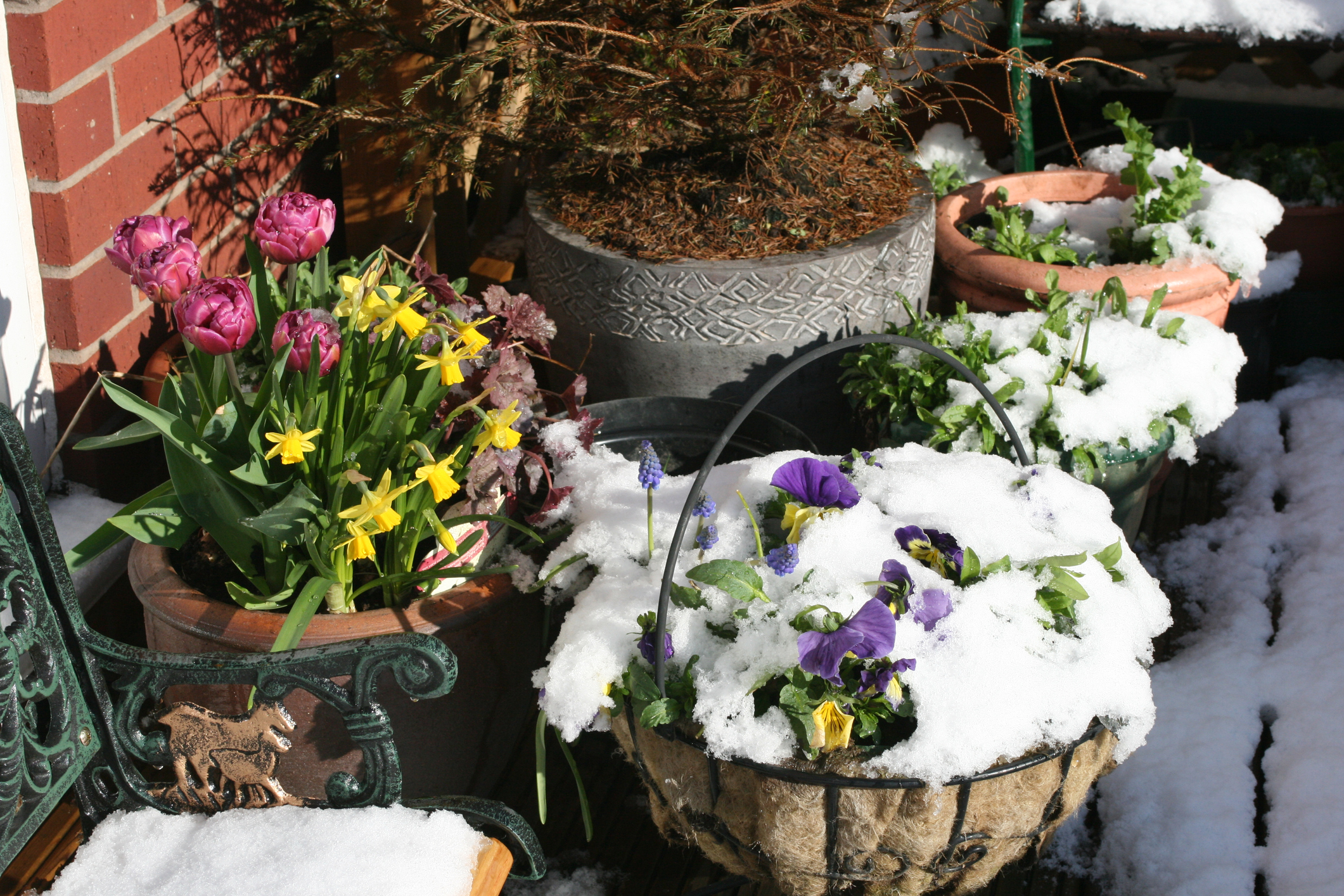 Πώς να προστατεύσεις τα φυτά σου από το κρύο, το χιόνι και τον παγετό