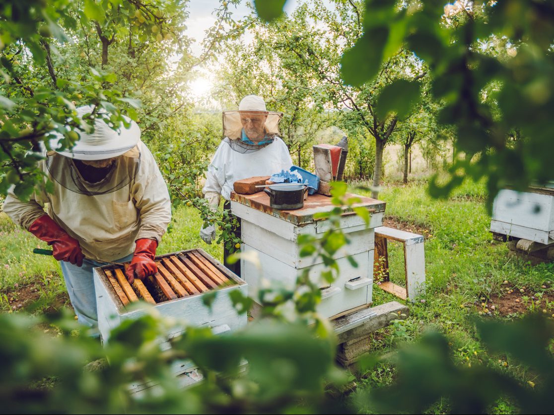 Beegin: Όταν οι μέλισσες δίνουν ξανά ζωή στην (καμένη) Βόρεια Εύβοια