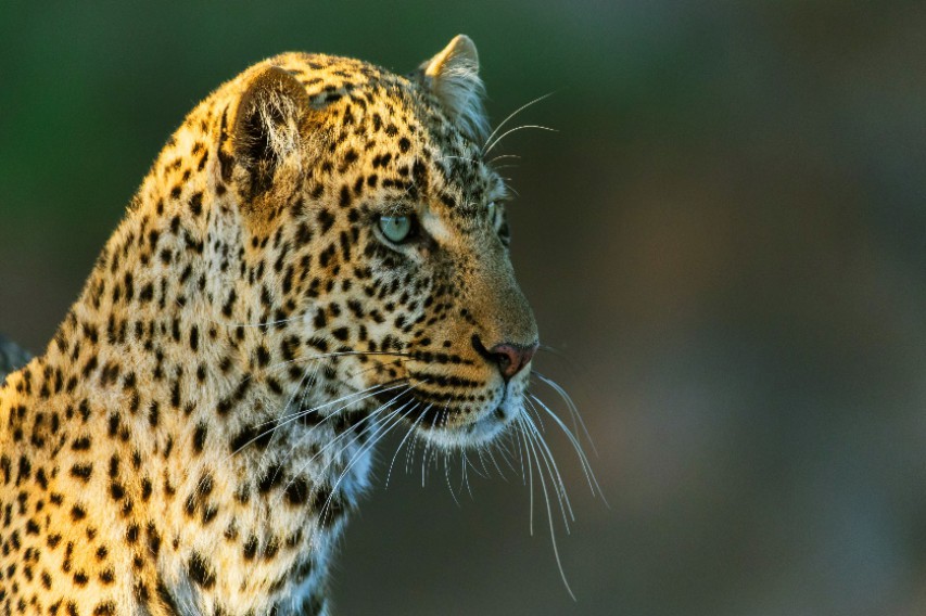 Μάιος στο Viasat Nature: Διεισδύουμε στο βασίλειο της θηλυκής λεοπάρδαλης