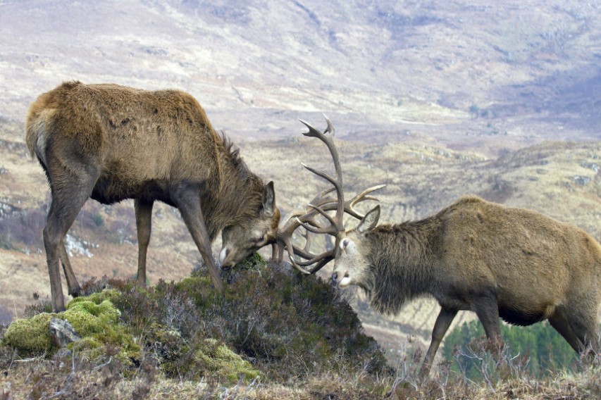 Αύγουστος στο Viasat Nature: Η εντυπωσιακές εποχές της άγριας Σκωτίας μάς καθηλώνουν