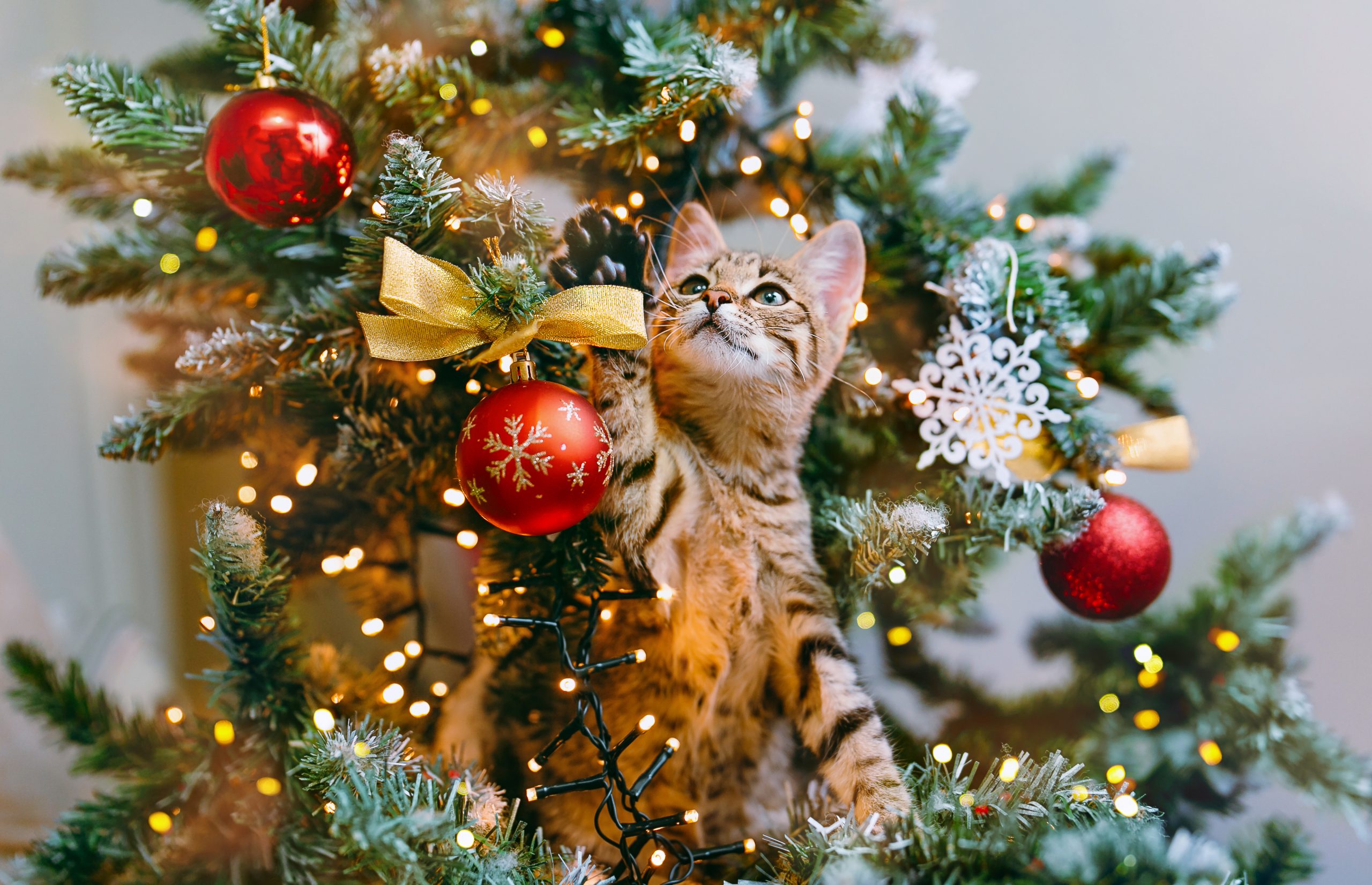 Πώς να προστατέψεις το χριστουγεννιάτικο δέντρο από τη γάτα σου;